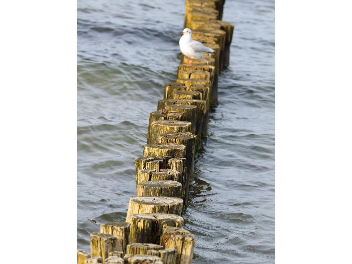 Freesenkietz 23 Daire Zingst Dış mekan fotoğraf